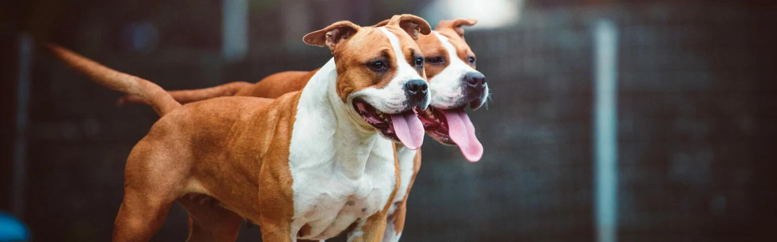 2 Hunde in Bereitschaft